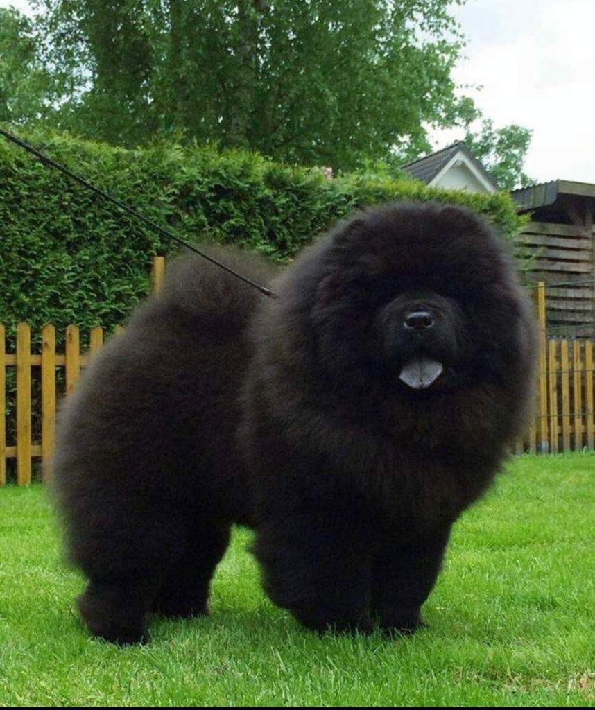 Чау-чау тибетский