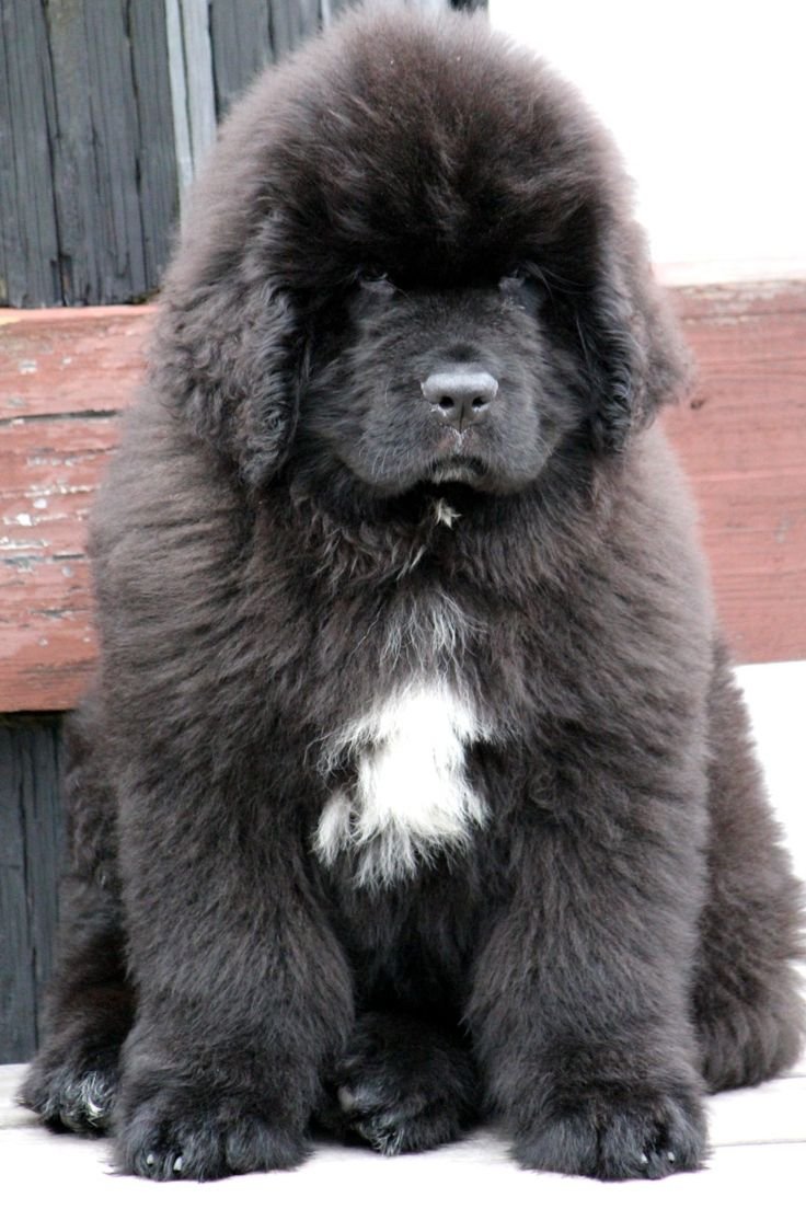 Тибетский мастиф и ньюфаундленд