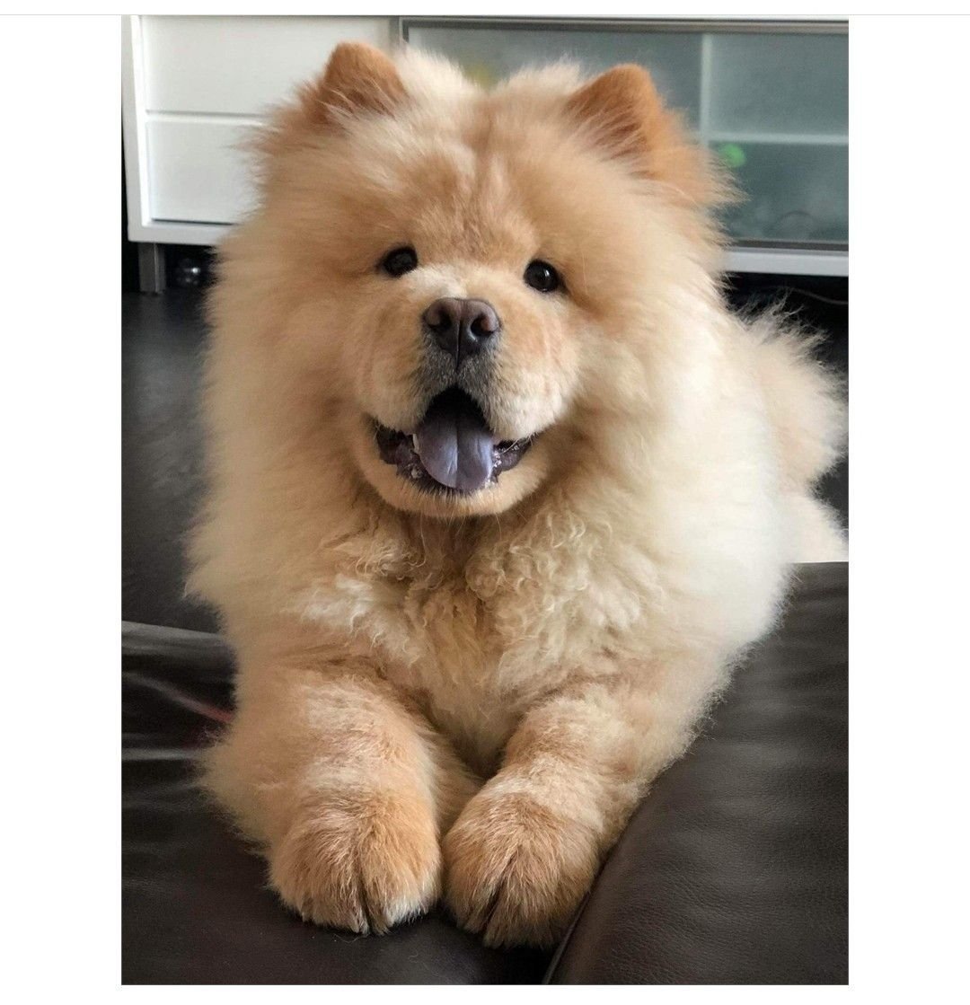 Порода Чао Чао