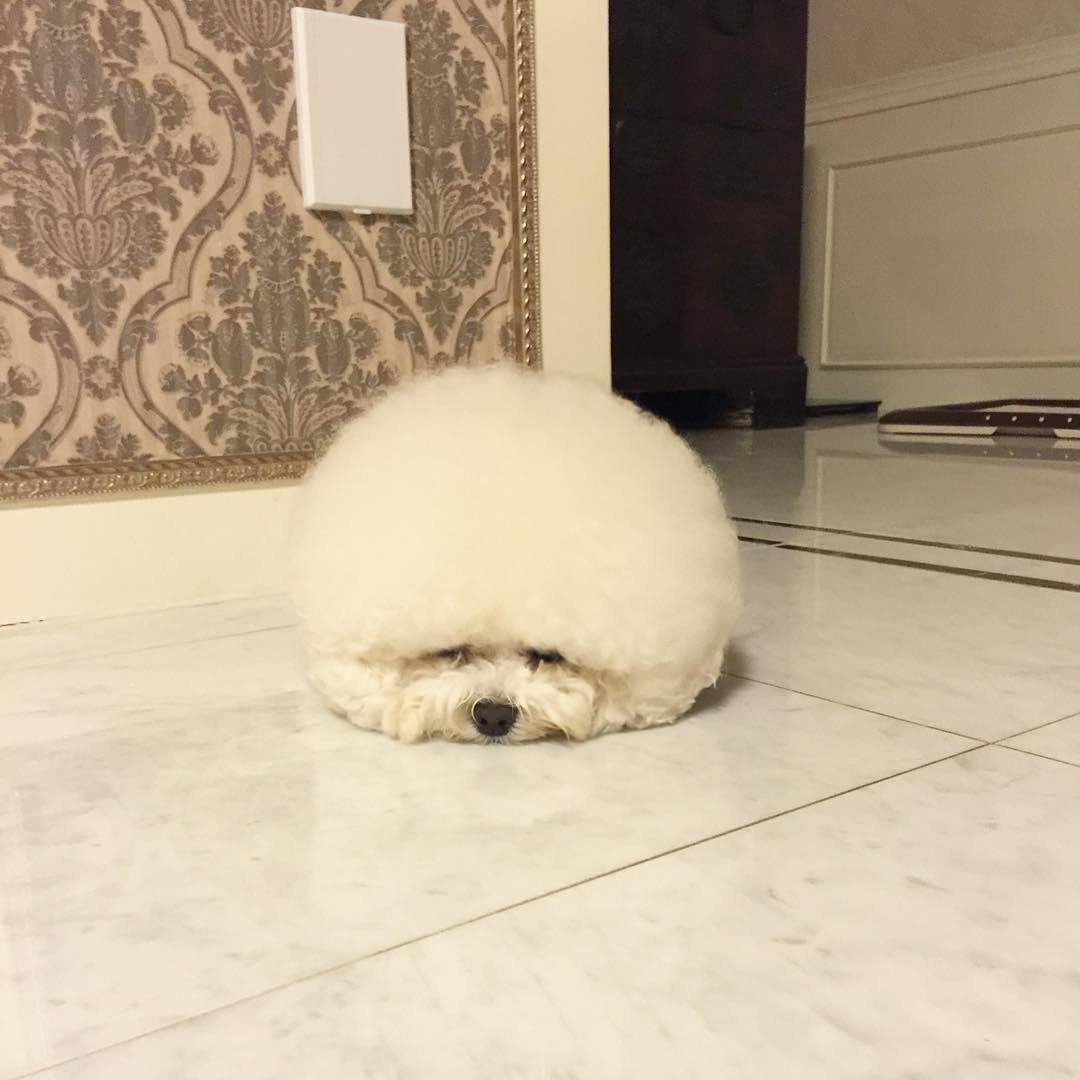 Бишон-фризе Teacup