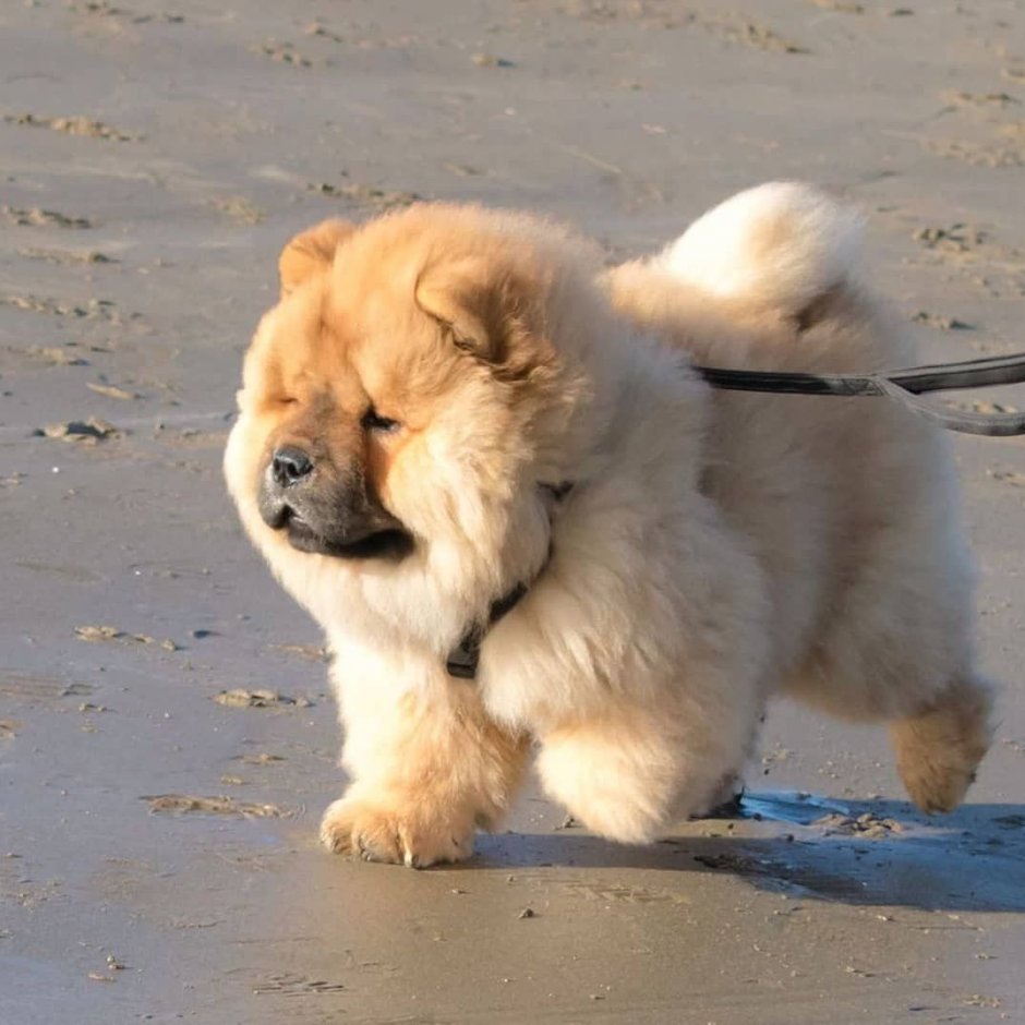 Большая пушистая собака