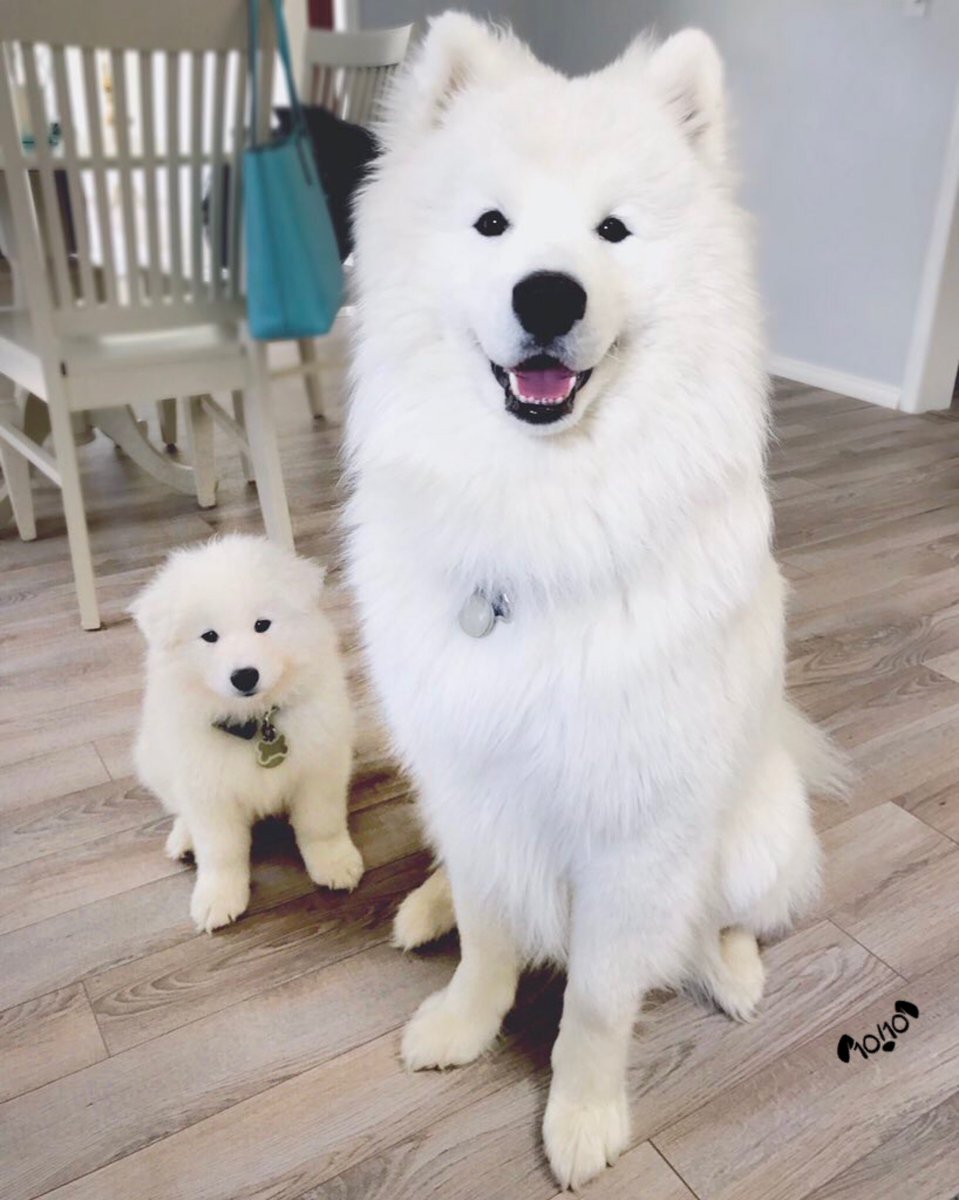 Арктический шпиц самоед