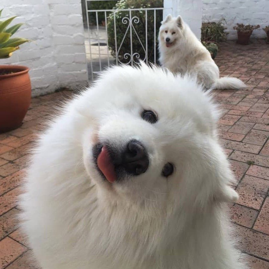 Аляскинский самоед