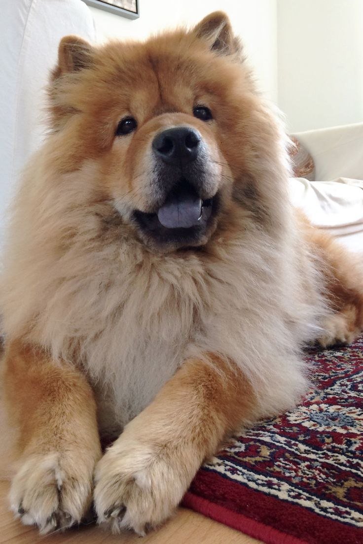 Порода чау чау