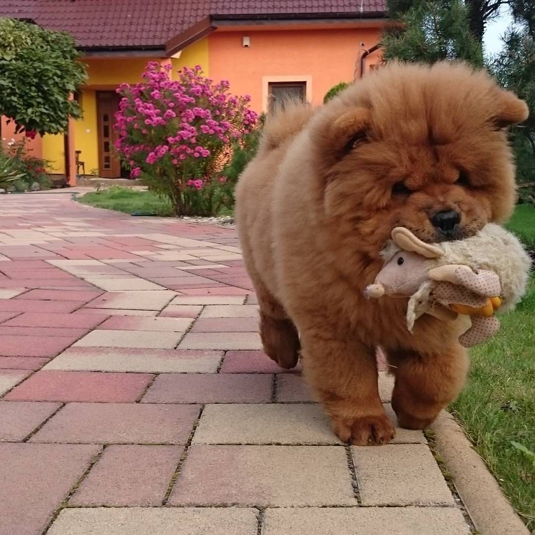 Пушистая собака чау-чау