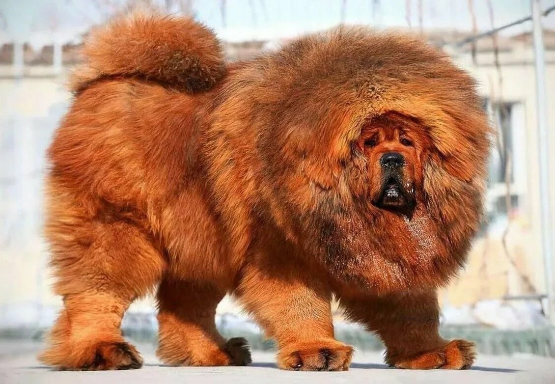 Тибетский мастиф великан