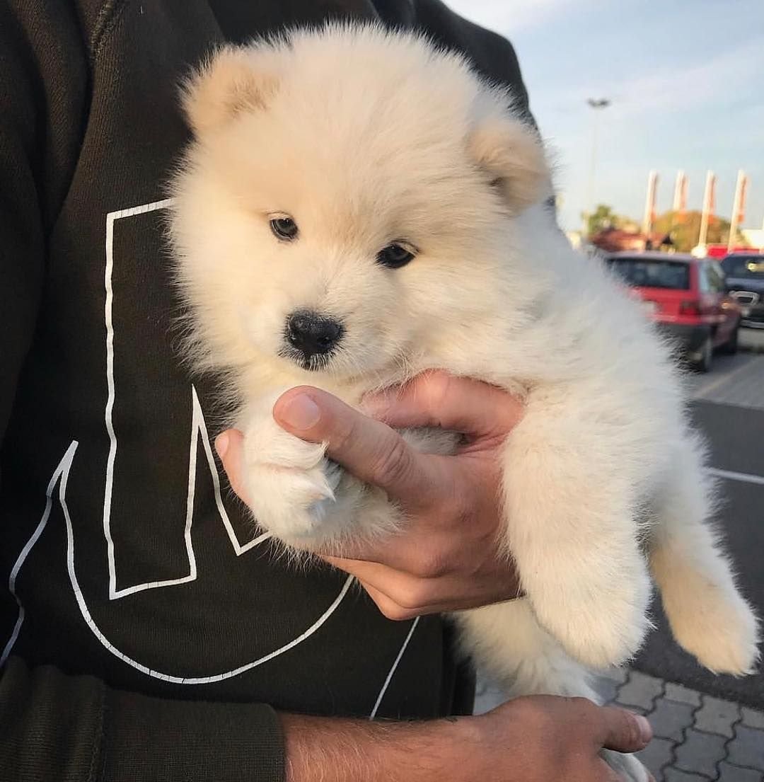 Пушистая собака с инстаграма