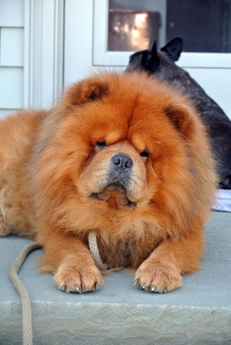 Чау чау флаффи