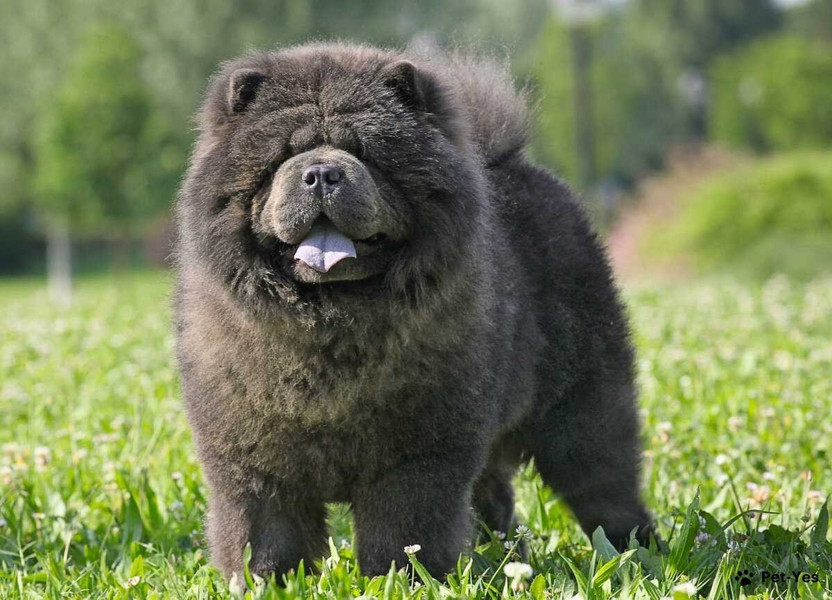 Порода Чао Чао