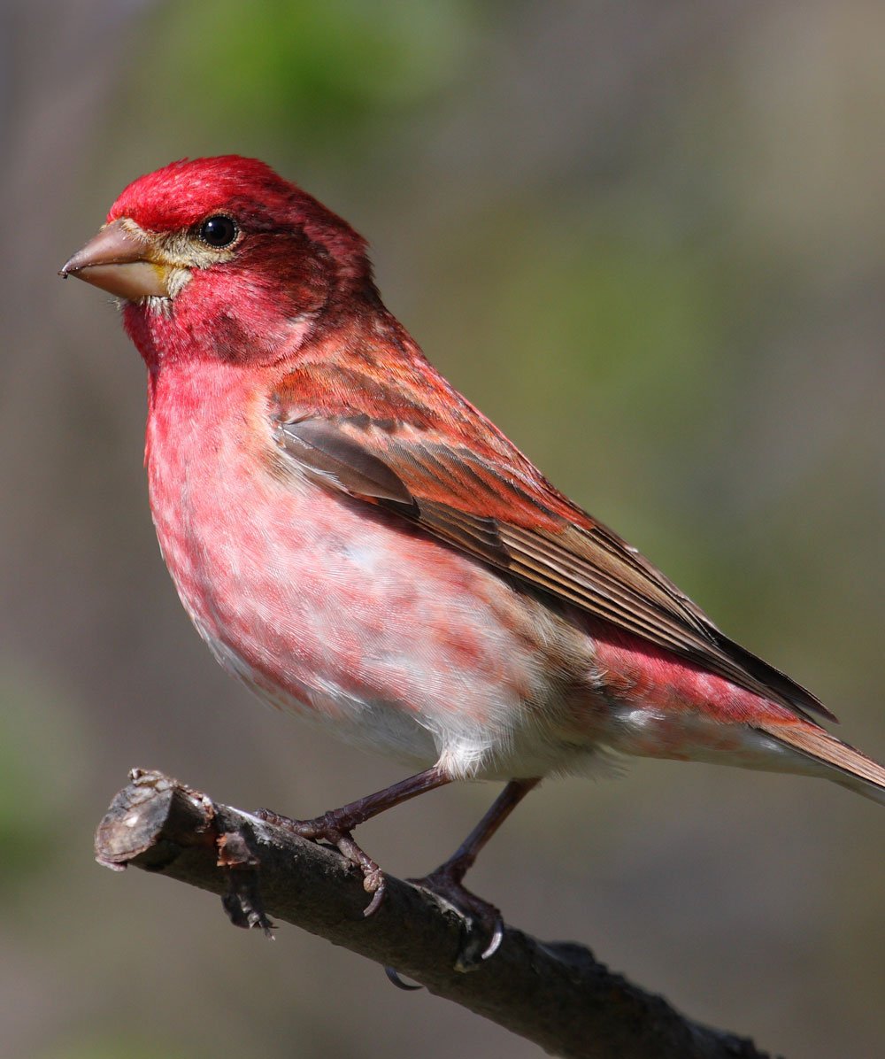 Птица Purple Finch