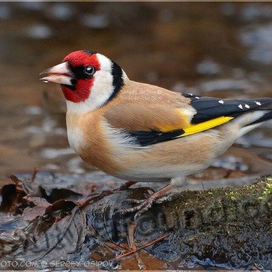 Щегол Ленинградская область