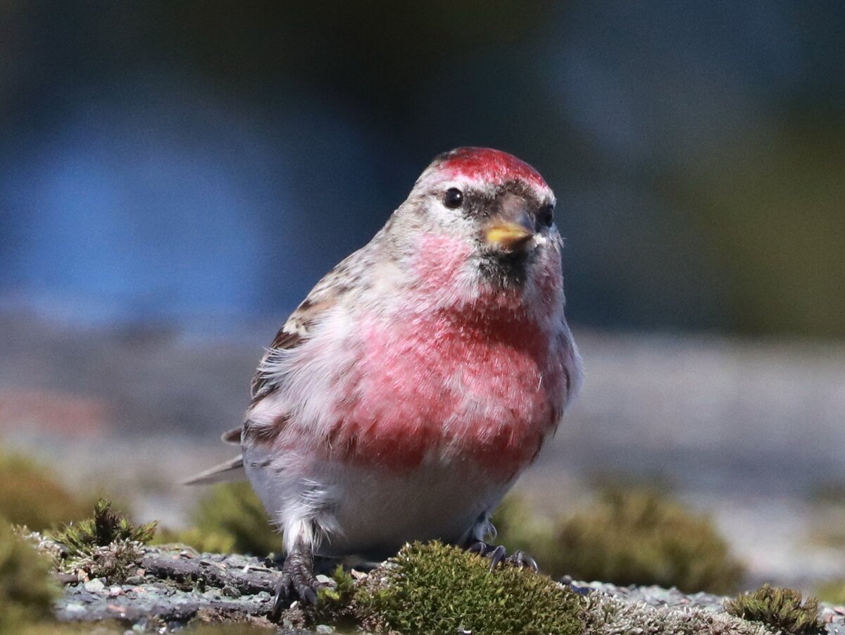 Царская птица