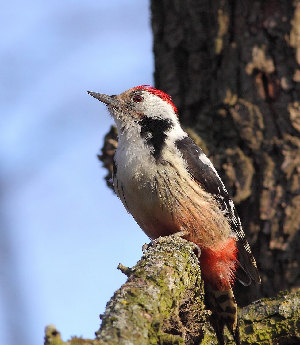 Краснохвостый дятел