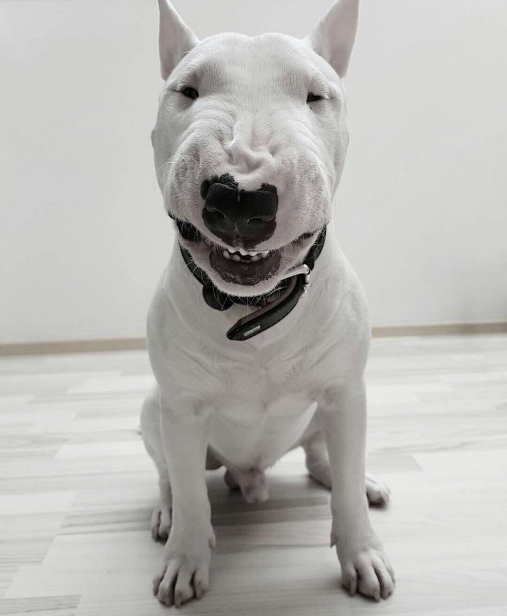 Бойцовский бультерьер