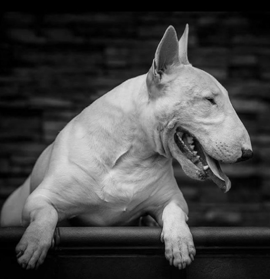 Бойцовский бультерьер