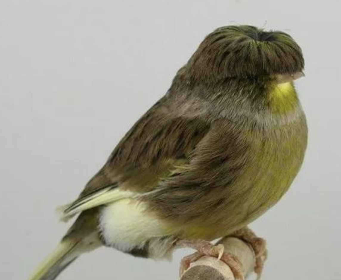 Канарейка породы Глостер