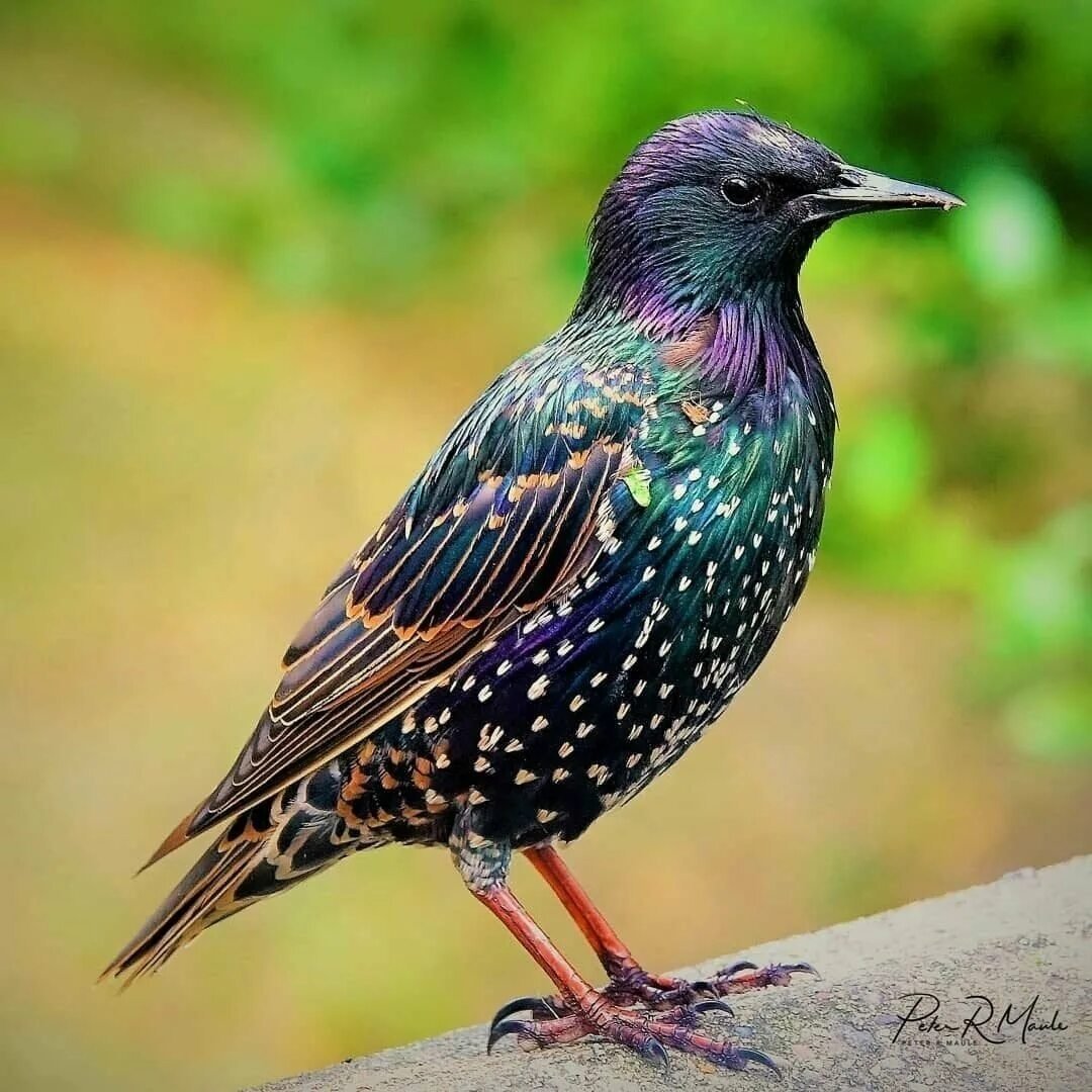 Обыкновенный скворец (Sturnus vulgaris)