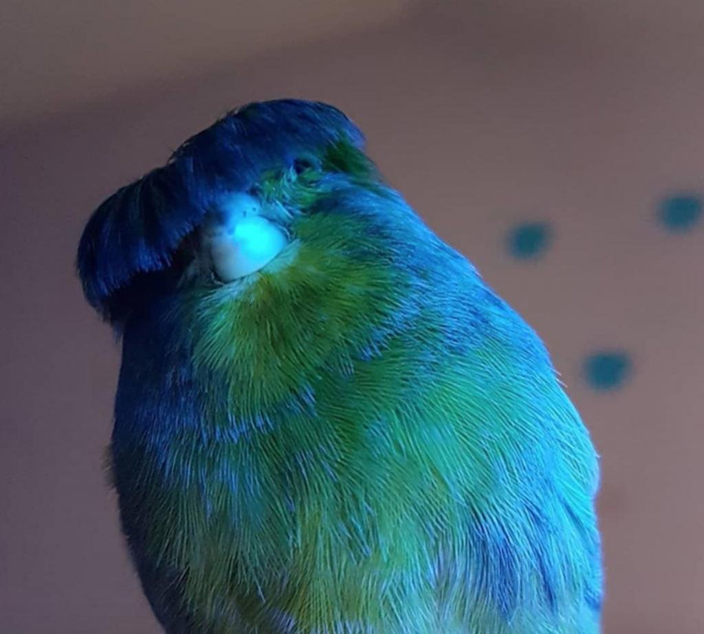 Канарейка Барри