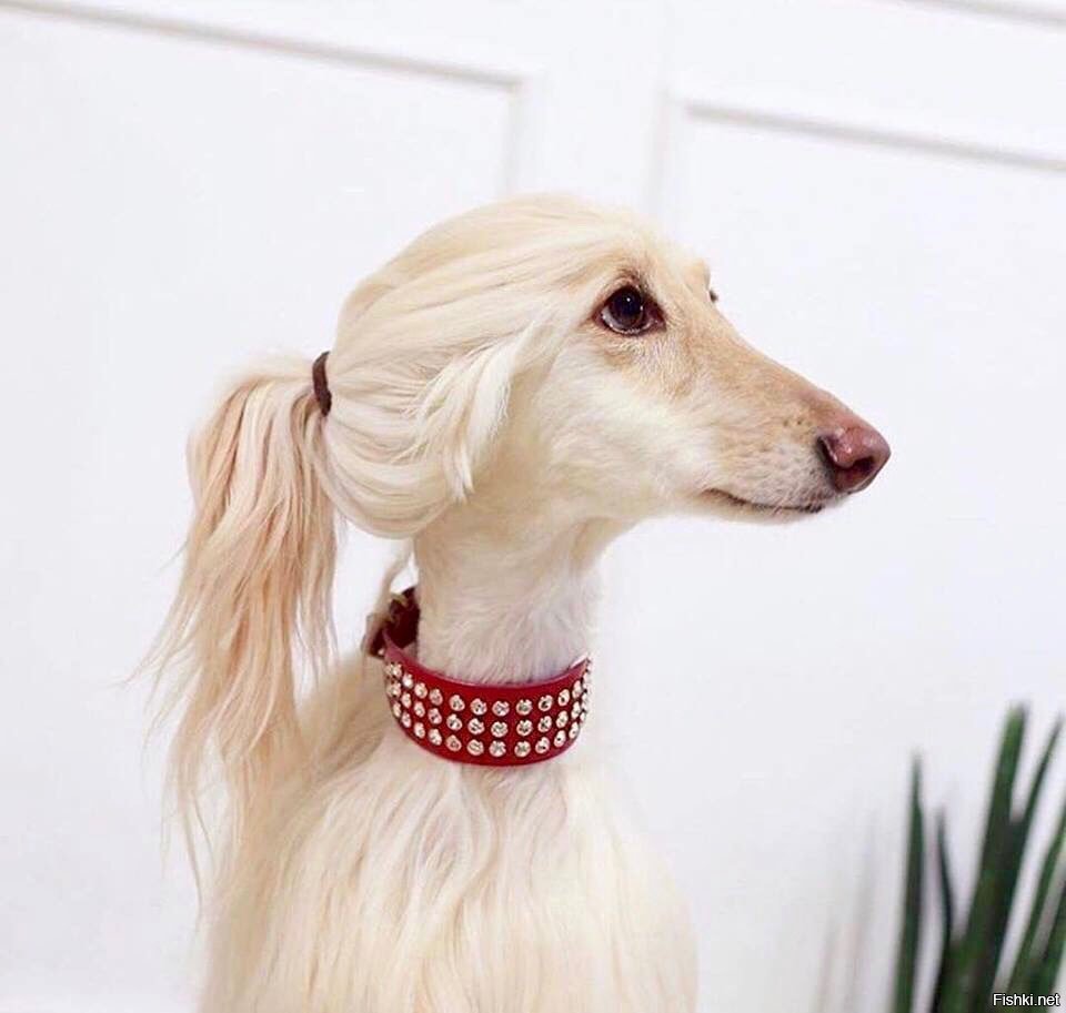 Борзая салюки Грейхаунд