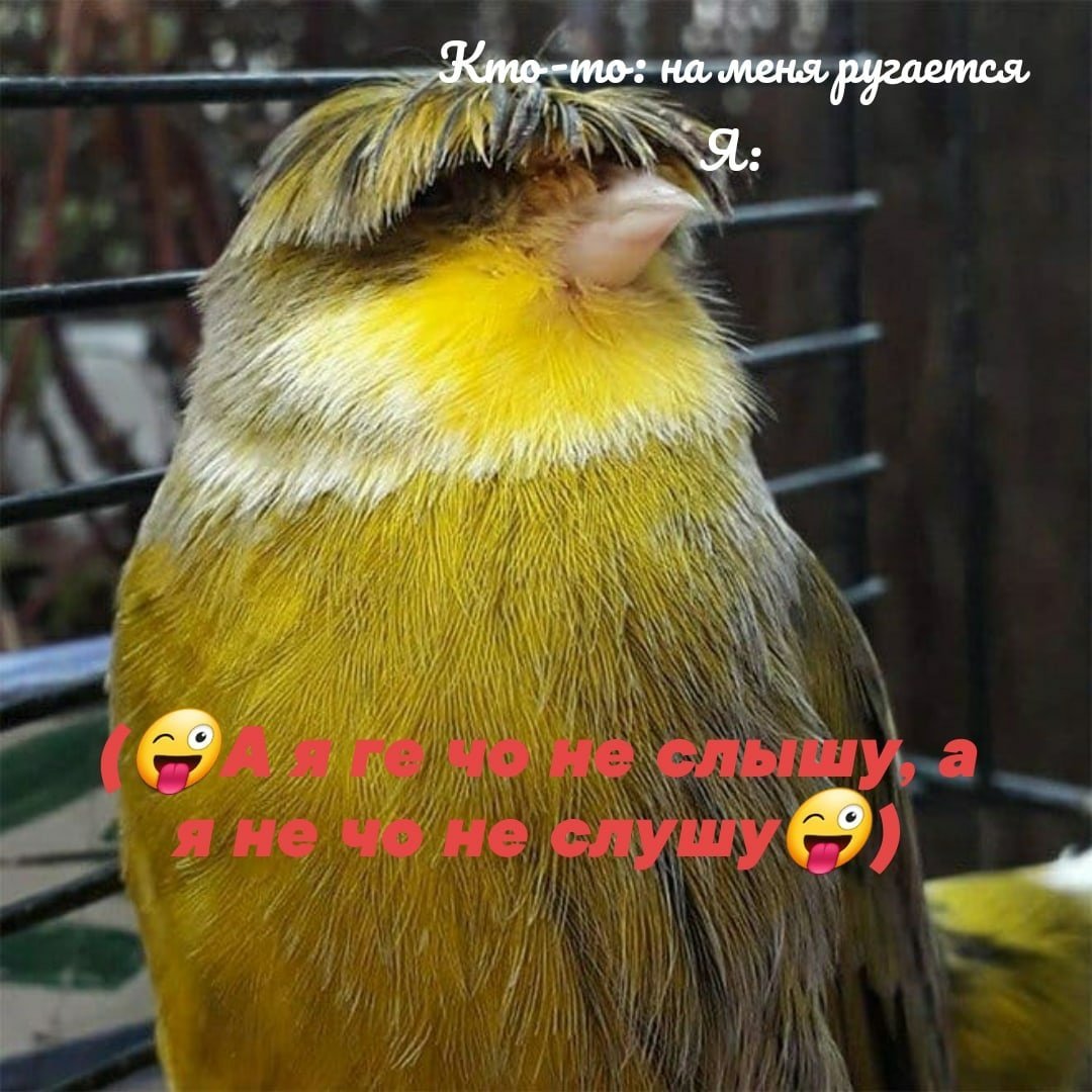 Канарейка породы Глостер