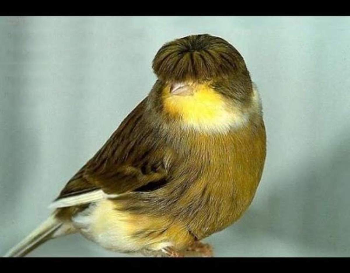Хохлатая канарейка