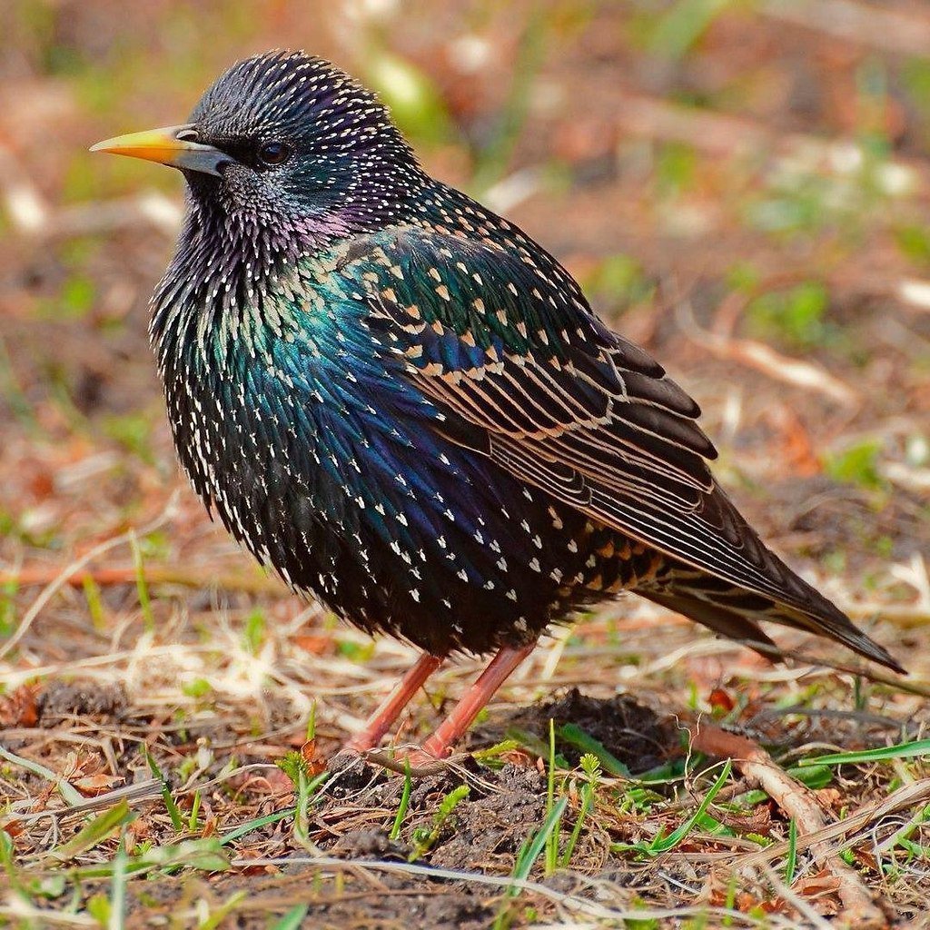 Обыкновенный скворец Скворцов