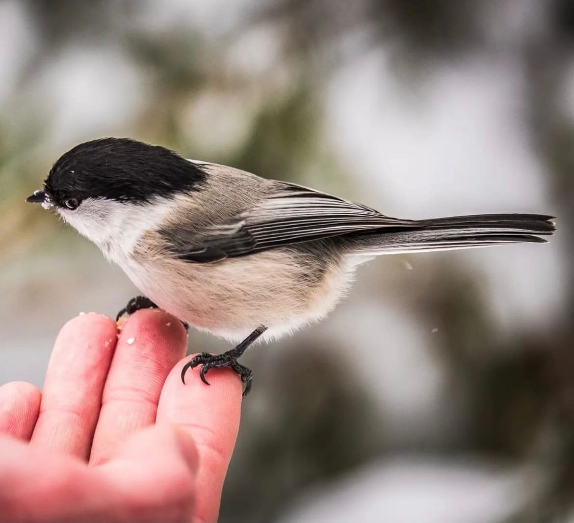 Птичка невеличка Краснодар