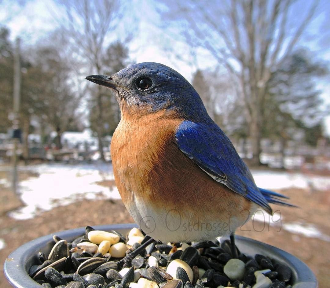 Любитель птиц