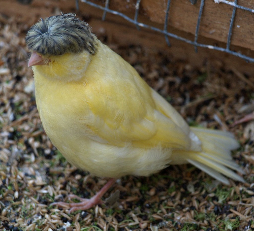 Канарейка хохлатая желтая