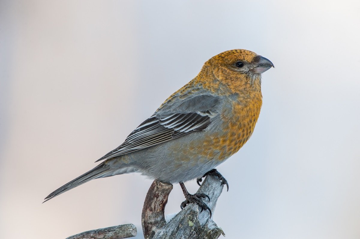 Щур обыкновенный птица