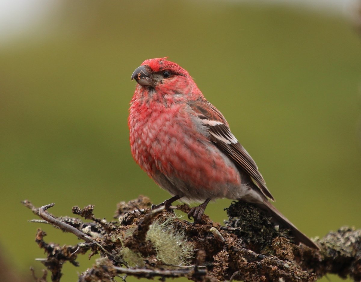 Щур - pinicola enucleator