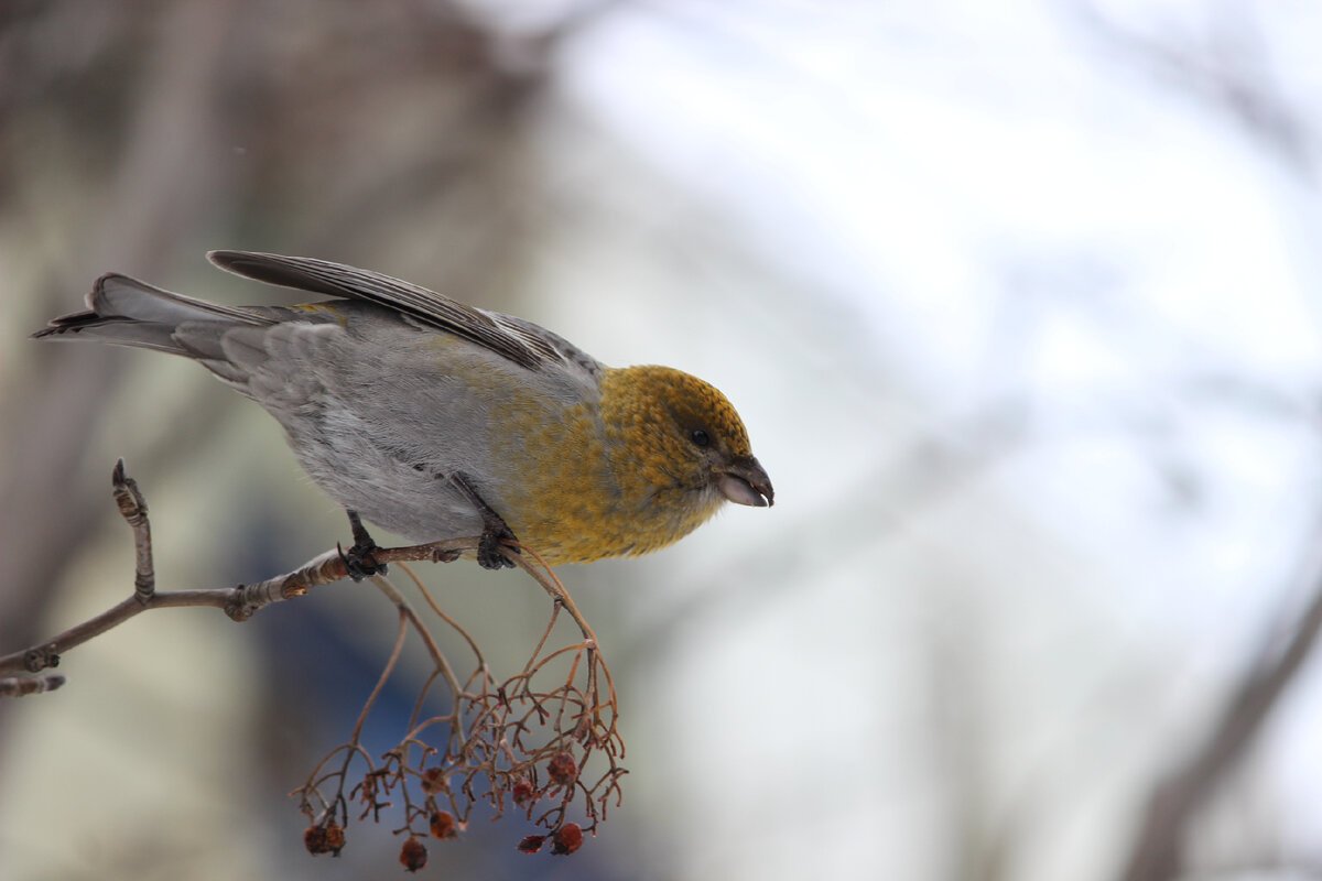 Щуры самец желтый