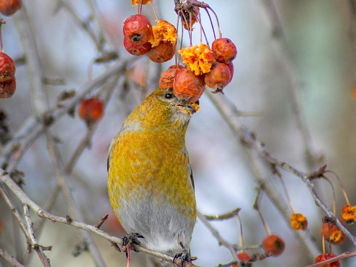 Птица Щур обыкновенный Щур