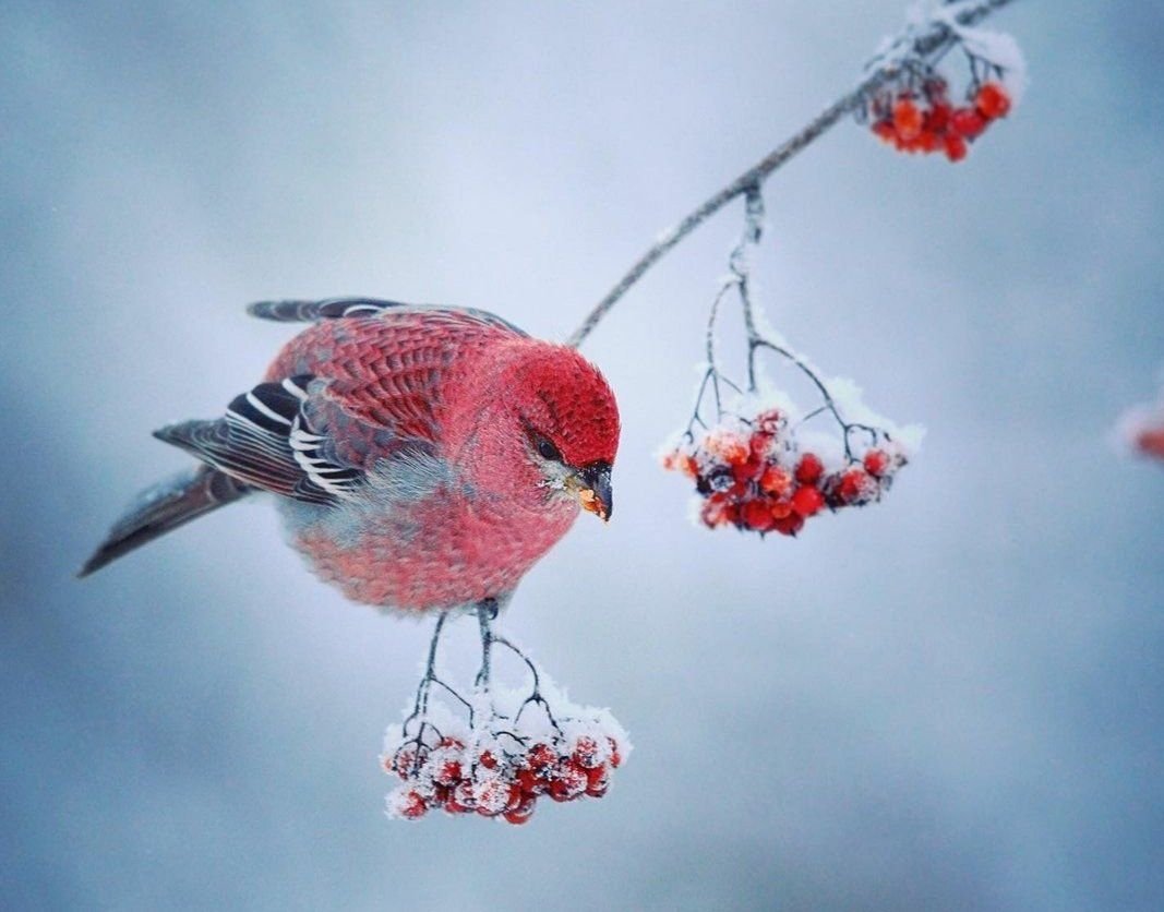 Щур обыкновенный pinicola enucleator