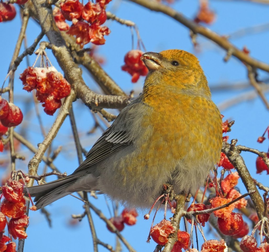 Птица Щур обыкновенный Щур