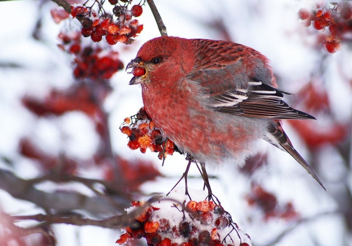Щур птица зимой