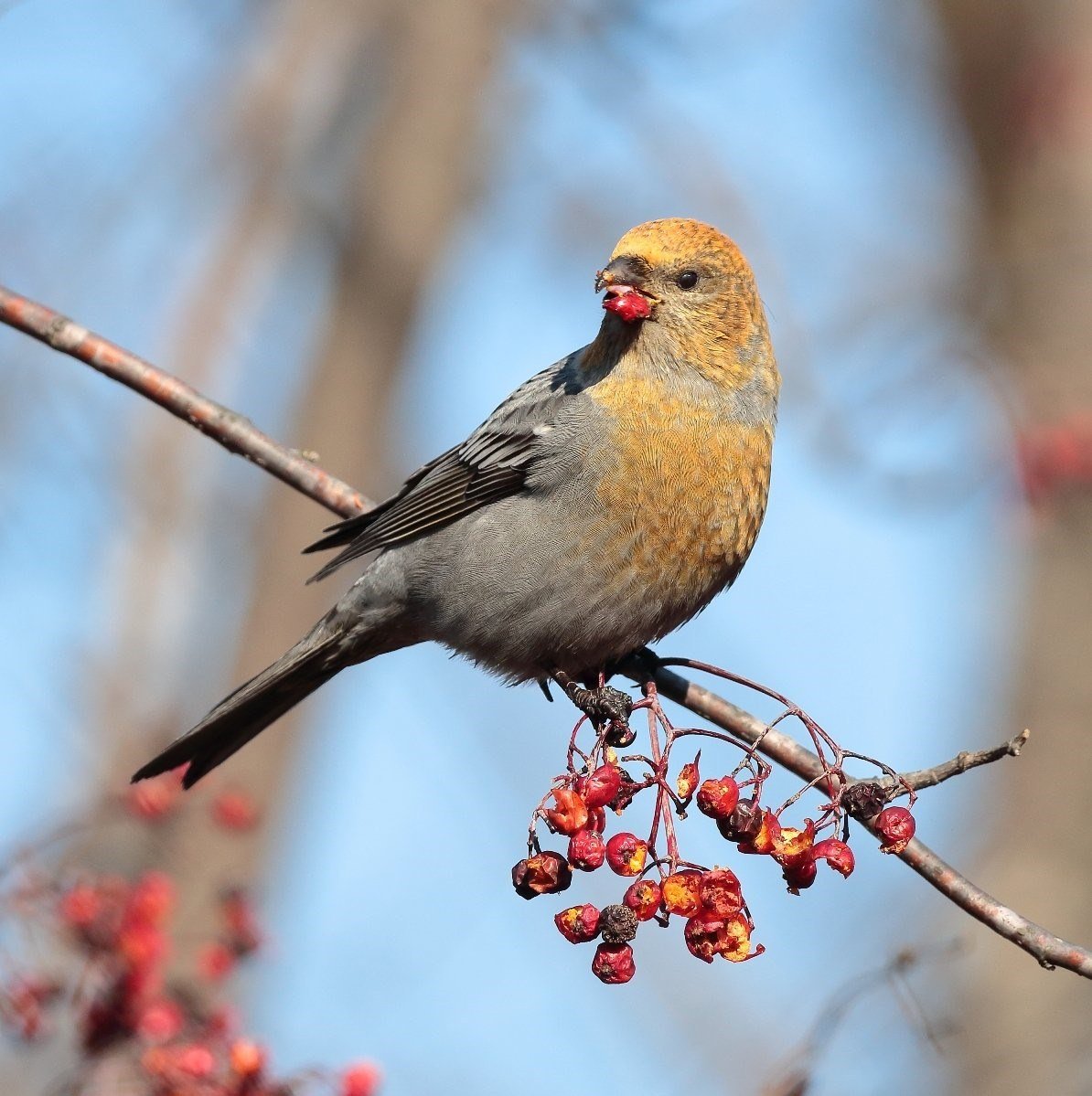 Щур обыкновенный pinicola enucleator