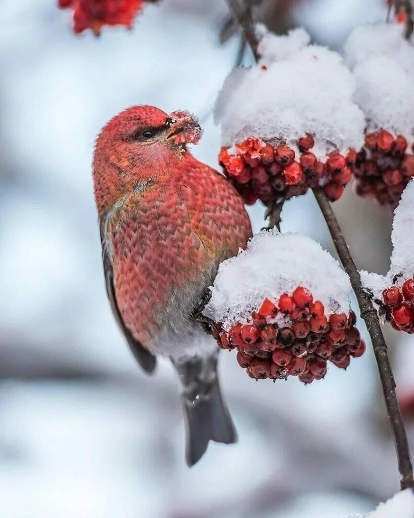Зимние птицы