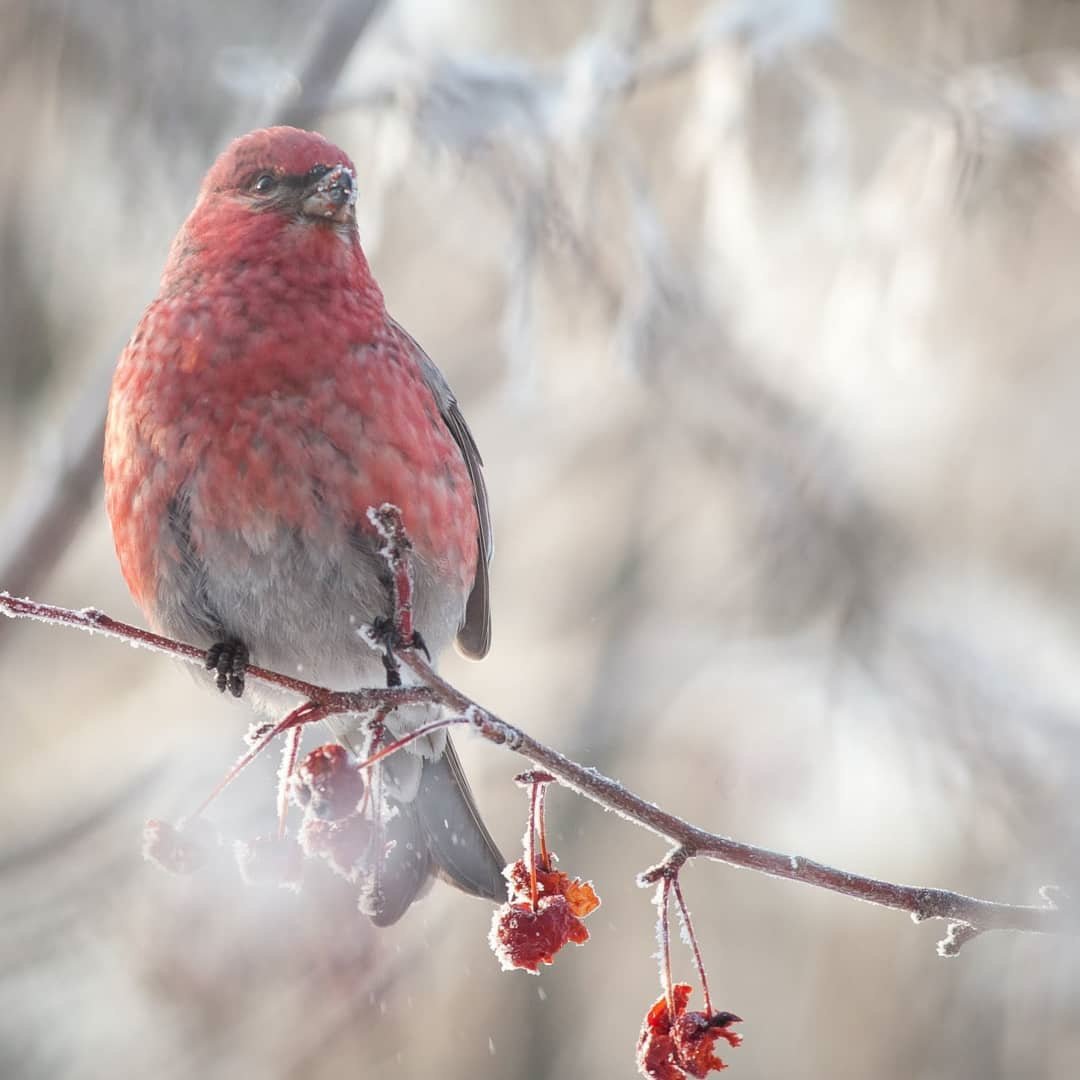 Таёжный Щур