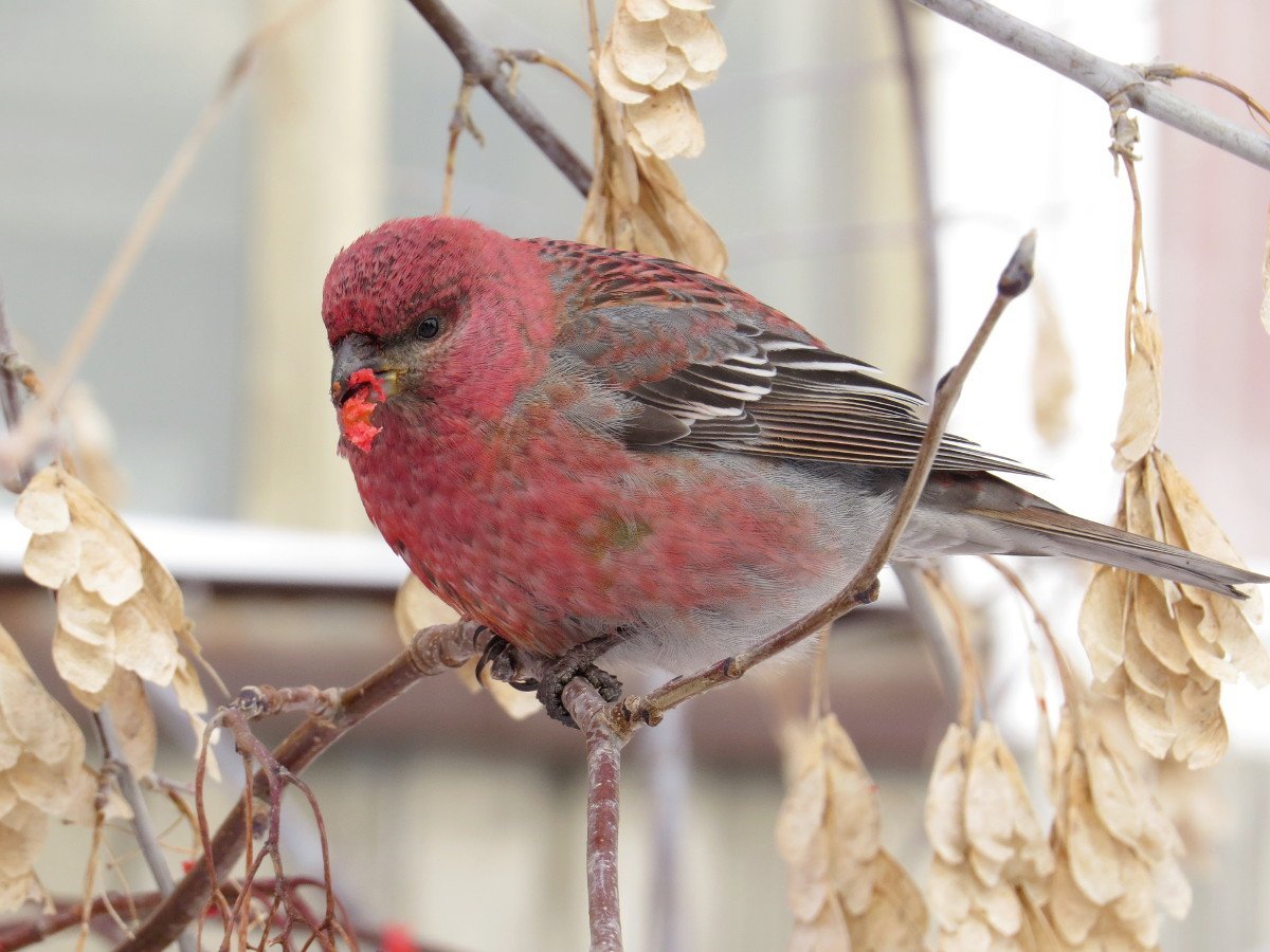 Щур обыкновенный pinicola enucleator