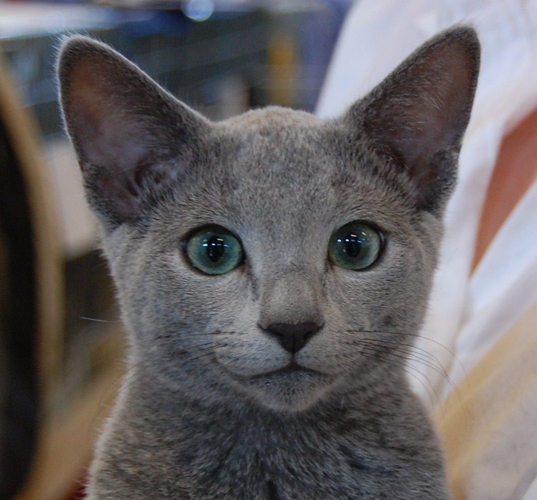 Сибирский голубая кошка короткошерстная