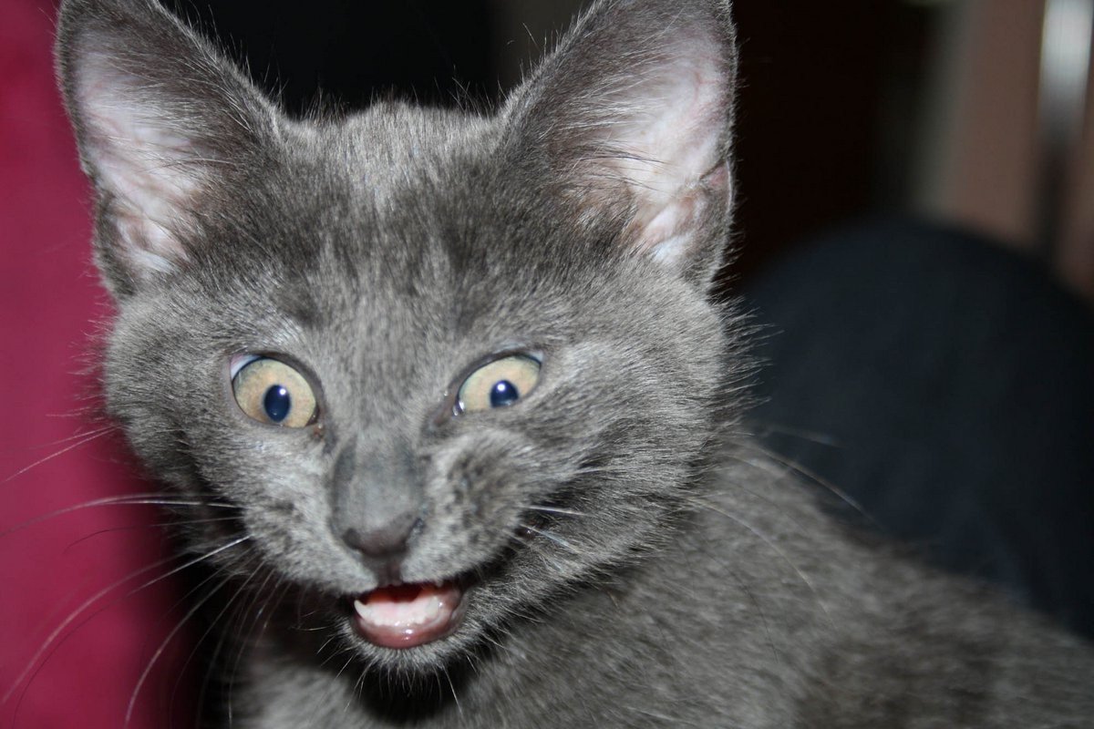 Кошка Сибирская голубая гладкошерстная