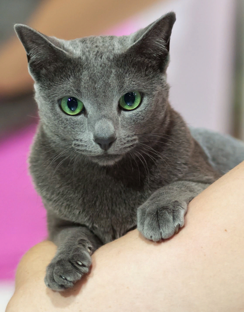 Кошка Сибирская голубая гладкошерстная