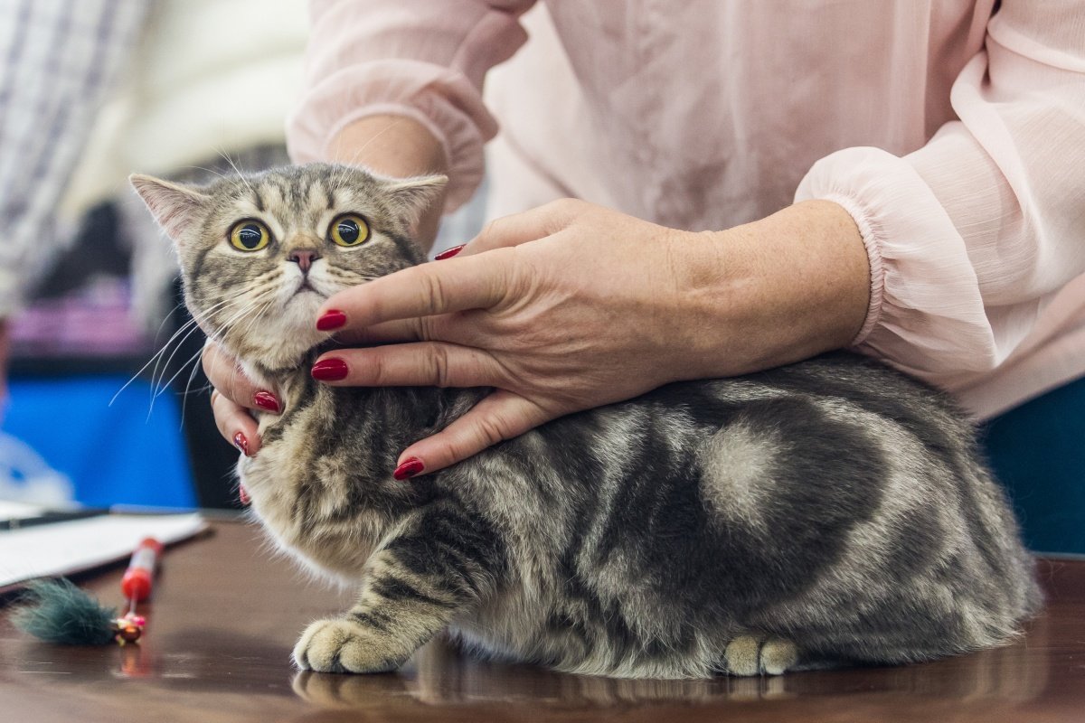 Бугринские коты из Новосибирска