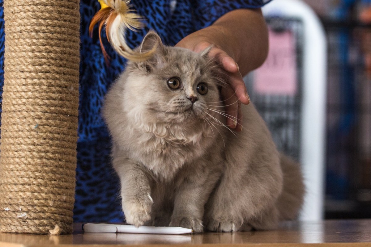 Мандалай порода кошек