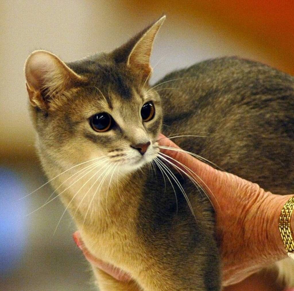 Самая тактильная порода кошек