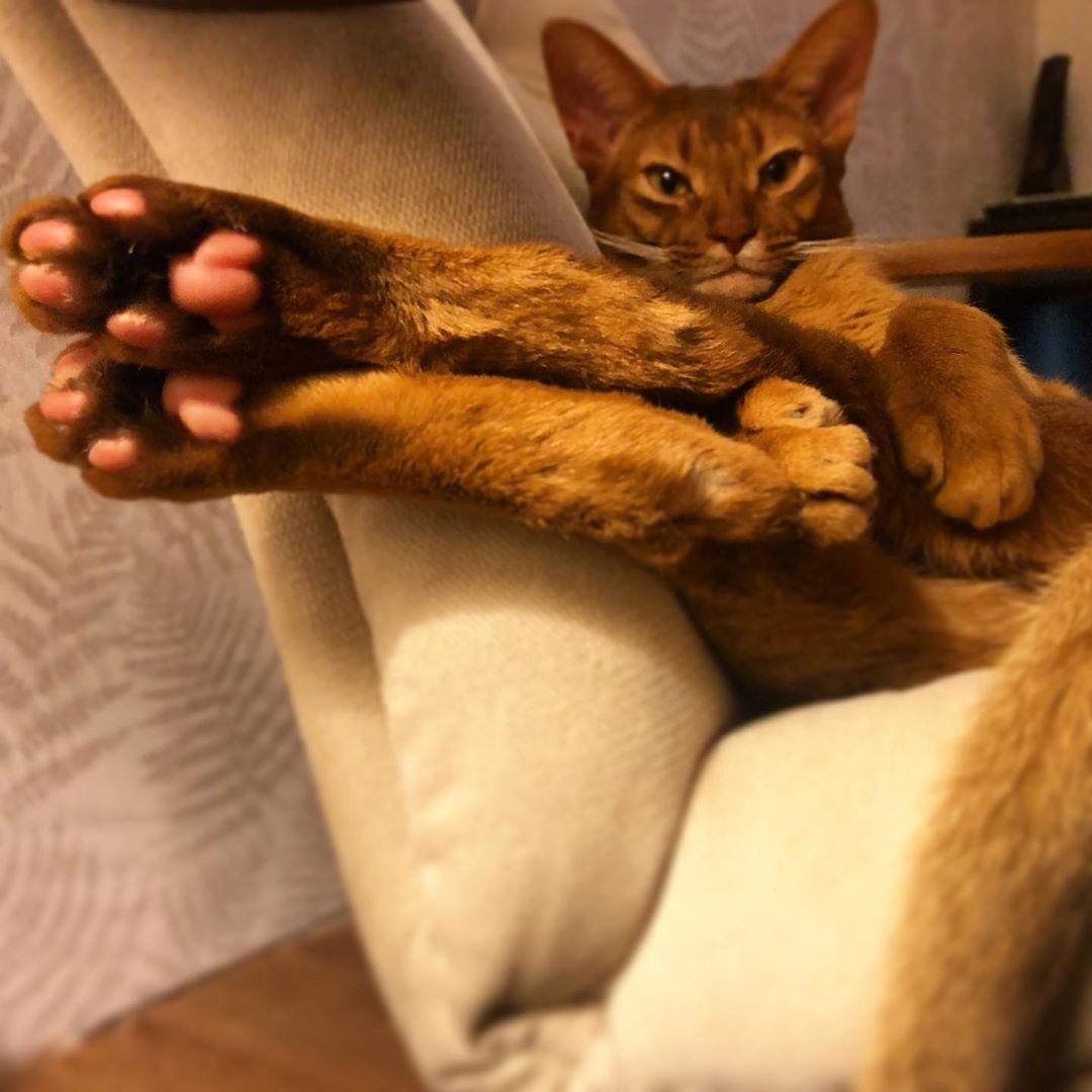 Экстремальная Абиссинская кошка