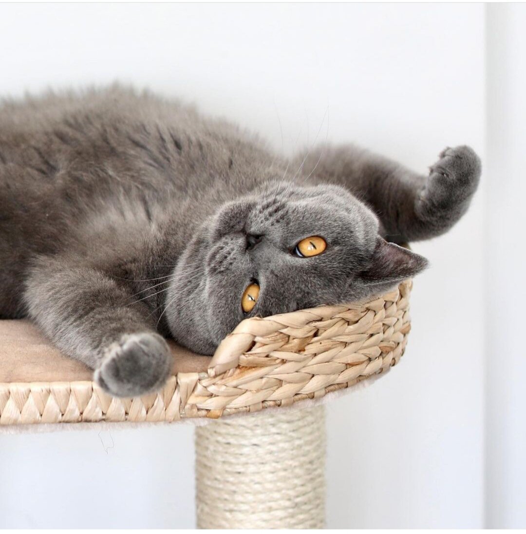 Кто такой кот