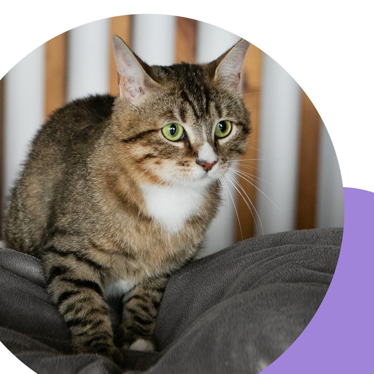 Флиппинг порода кошек