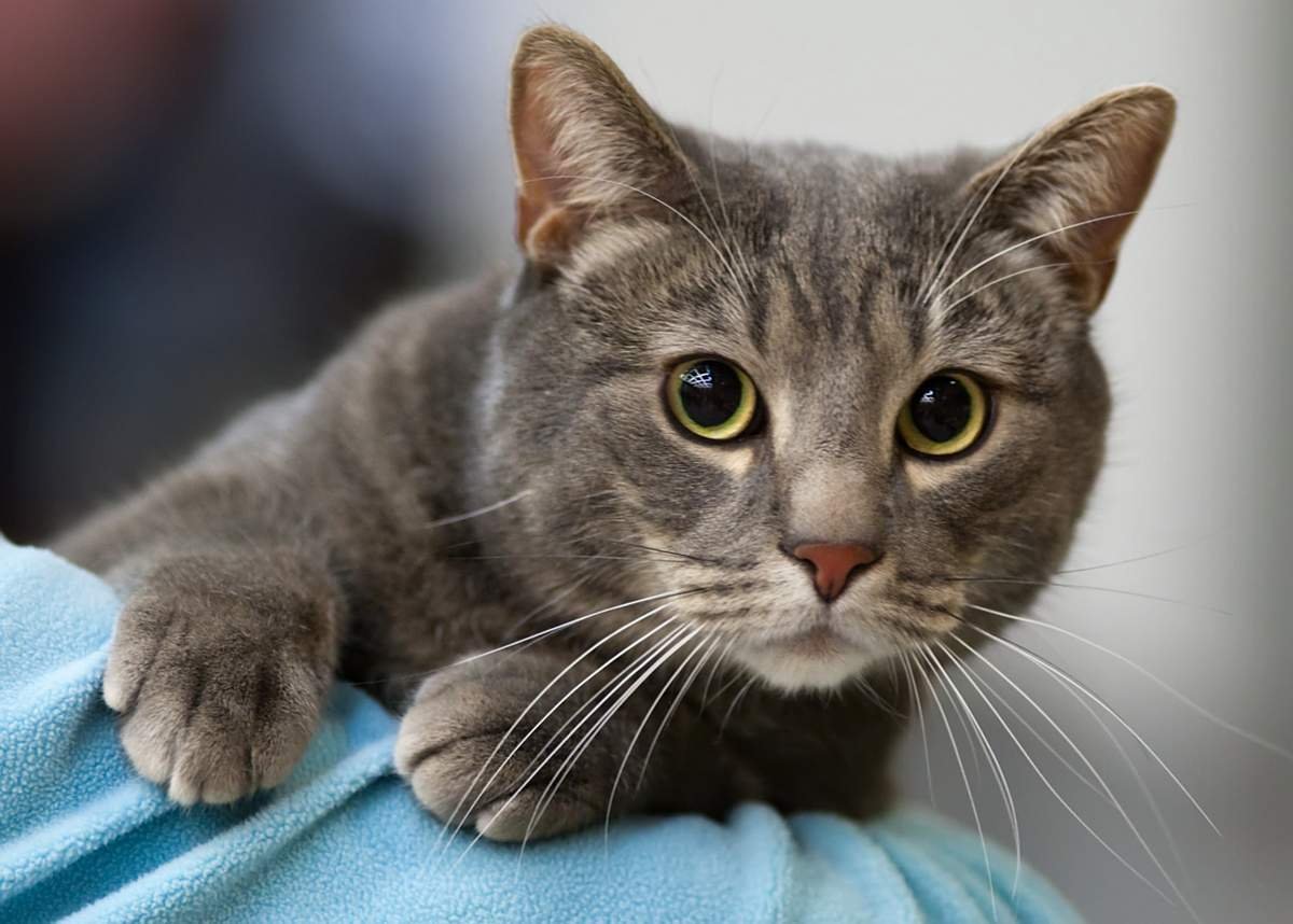 Европейская короткошерстная кошка серая